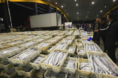 寒潮來襲，石浦水產城交易忙 冷鏈物流與“冰火”購銷的春節前奏